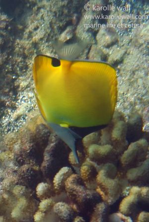 Longnose Butterflyfish, Black Sand Beach, Maui